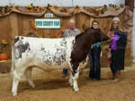 2011 West Tenn. State Fair - Champion Bull